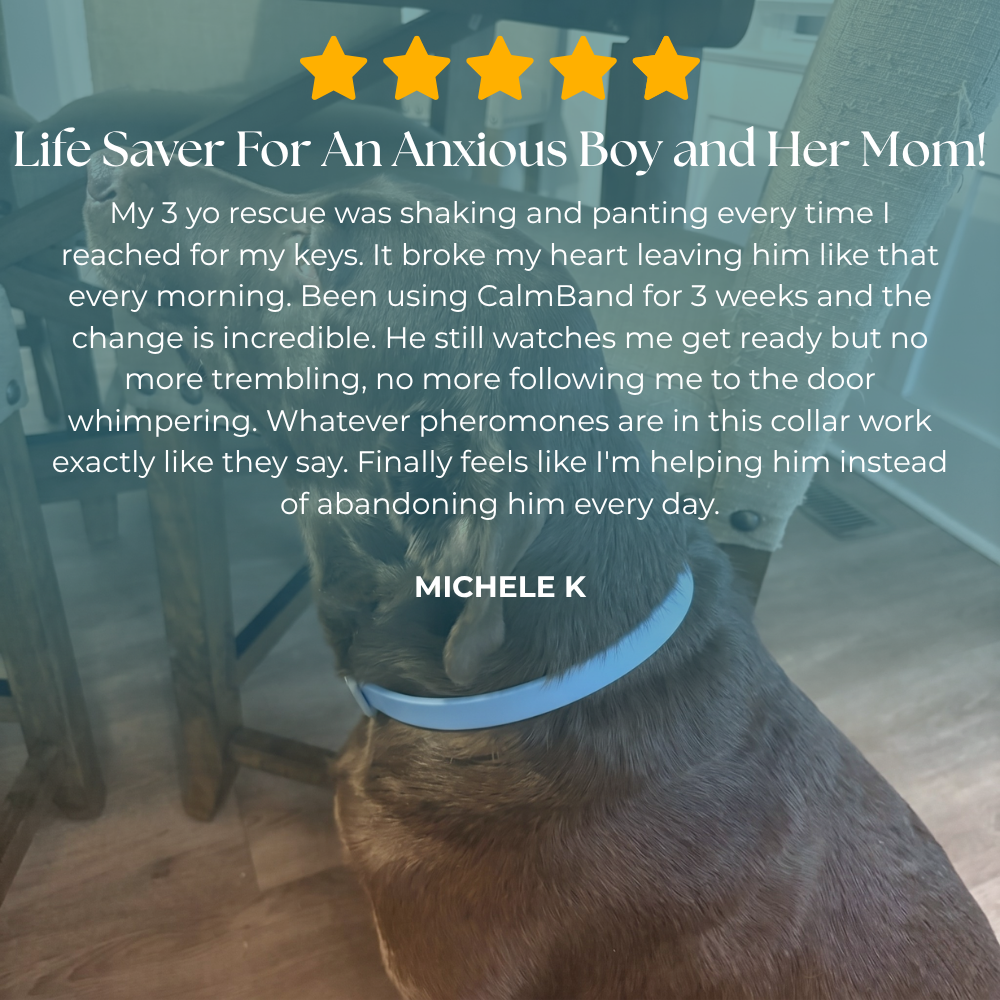 CalmBand - #1 Solution For Anxious Dogs