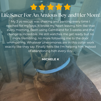 CalmBand - #1 Solution For Anxious Dogs