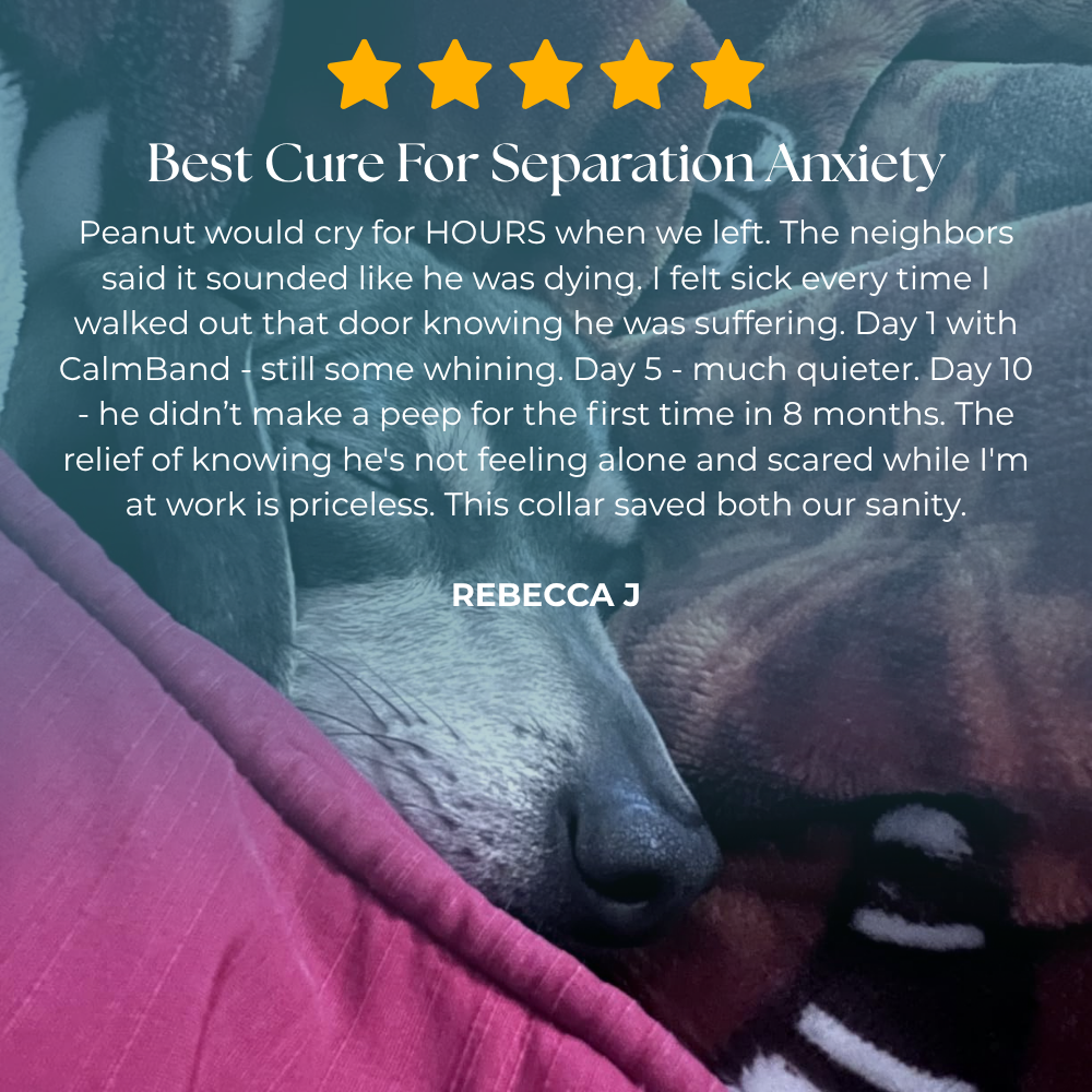 CalmBand - #1 Solution For Anxious Dogs