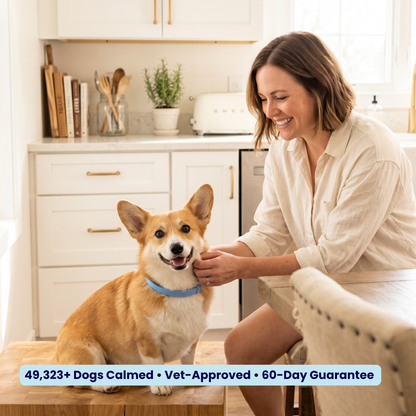 CalmBand - #1 Solution For Anxious Dogs