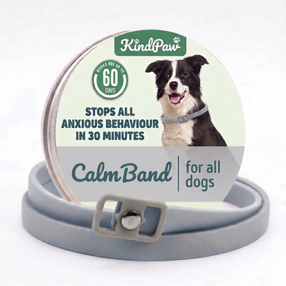 CalmBand - #1 Solution For Anxious Dogs