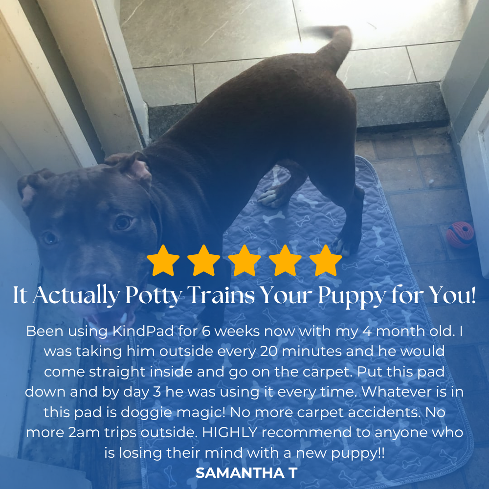 KindPad - The #1 Solution For Anxious Dogs